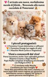Pomerania cuccioli merle orange cream