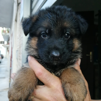 Cuccioli Pastore tedesco