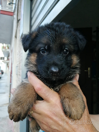 Cuccioli Pastore tedesco