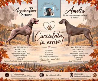 Cucciolata di Weimaraner in arrivo