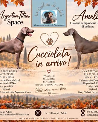 Cucciolata di Weimaraner in arrivo