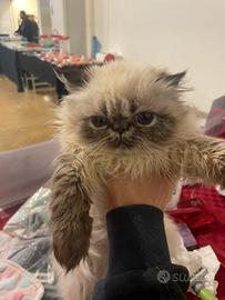 Gatto persiano color point tabby