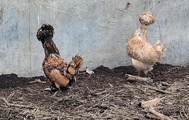 Galline padovane ovaiole