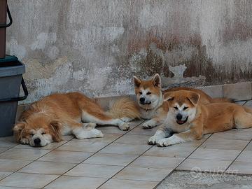 Cuccioli Akita inu 