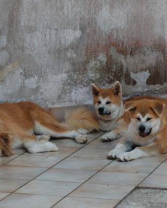 Cuccioli Akita inu 