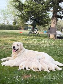 Cuccioli di Glden Retriever,con pedigree microchip