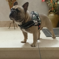 Bulldog francese disponibile per monta