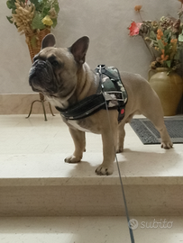 Bulldog francese disponibile per monta
