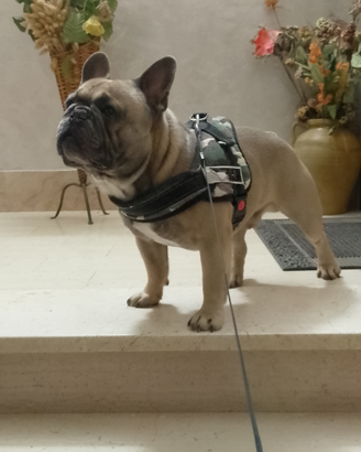 Bulldog francese disponibile per monta