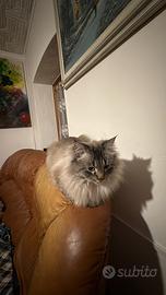 Siberiano maschio da riproduzione