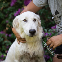 Cucciolona in adozione