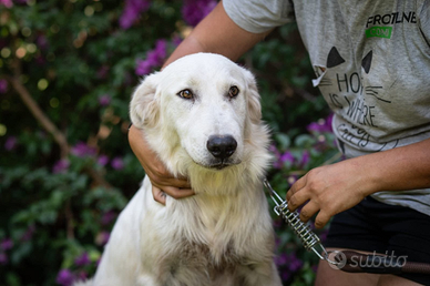 Cucciolona in adozione