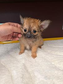 Chihuahua maschietto