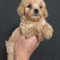 Maltipoo