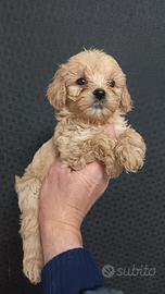 Maltipoo