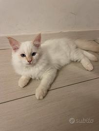 Gattino tipo Siberinao ipoallergenico