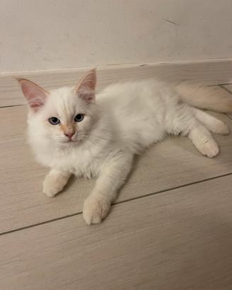 Gattino tipo Siberinao ipoallergenico
