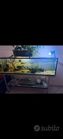 Acquario con supporto pesci ed allestimento