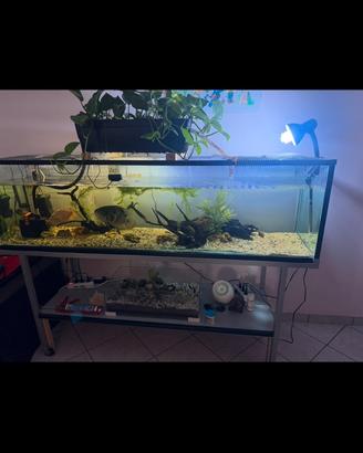 Acquario con supporto pesci ed allestimento