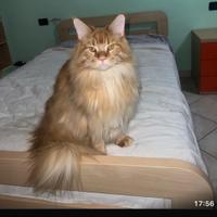 Mainecoon gatti