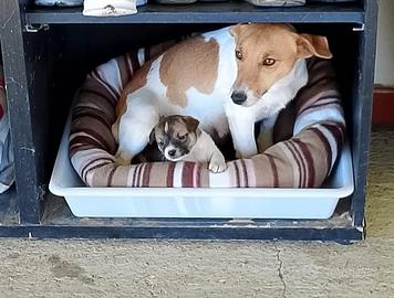 Cuccioli simil jack russel