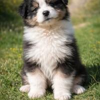 Australian shepherd