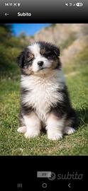Australian shepherd