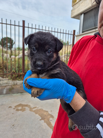 Cucciola meticcia pastore tedesco in adozione