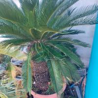 Cycas 