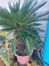 Cycas 