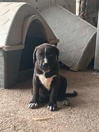 Cane corso