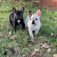 Bulldog Francese cuccioli