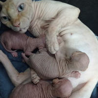 Gattini sphynx