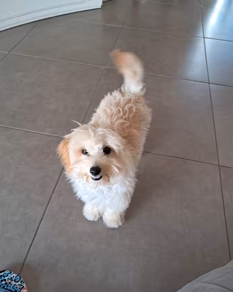 Cucciola di maltipoo