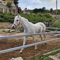 Cavalla siciliana anni 16