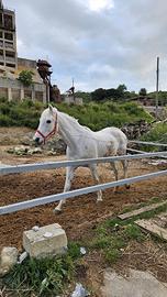 Cavalla siciliana anni 16