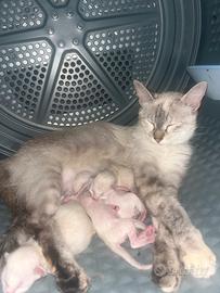 Gattini simil-Siamese/lynx point