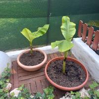 Piante banano con vaso