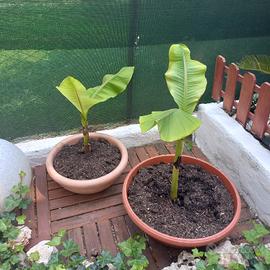 Piante banano con vaso