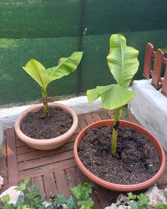Piante banano con vaso