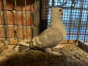 Vecchio cravattato orientale