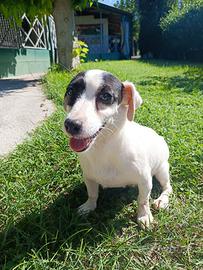 JACK RUSSEL TERRIER femmina