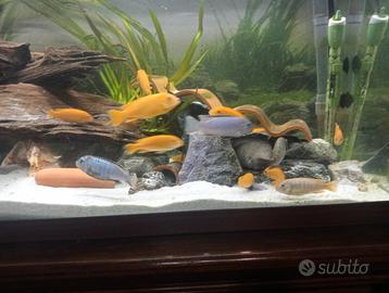 Ciclidi alcuni Malawi e tanganika