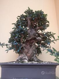 Bonsai olivastro