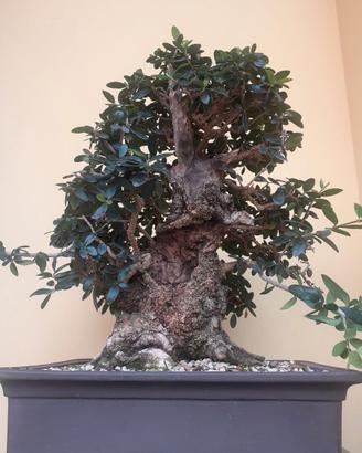 Bonsai olivastro