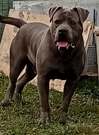 Cane Corso grigio per monta