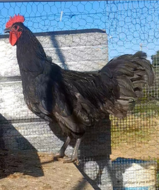Australorp Blu Giovane Gallo di circa 6 mesi
