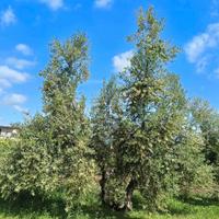 Potaura olivo benevento e provincia