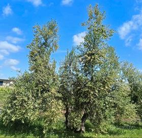 Potaura olivo benevento e provincia