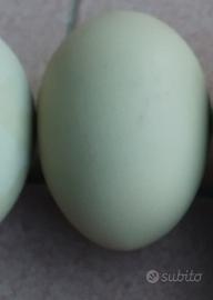 Galline silverudds svedesi uova sul verde e azzurr